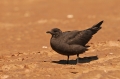 Kleine Jager
